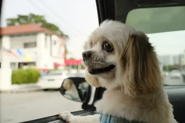 Uber Pet - Jak działa przejazd z pupilem i czy warto go wybrać?